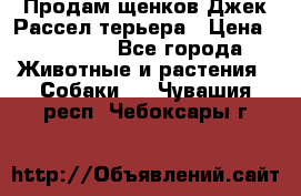 Продам щенков Джек Рассел терьера › Цена ­ 25 000 - Все города Животные и растения » Собаки   . Чувашия респ.,Чебоксары г.